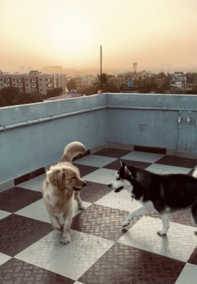 What I miss away from home